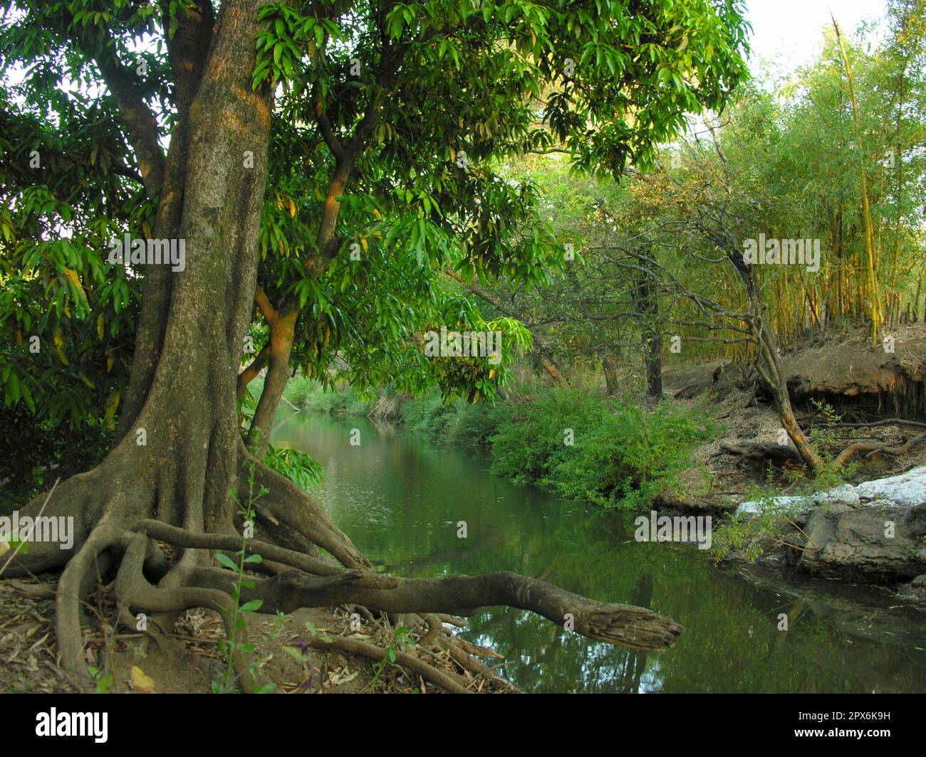 Dschungelbaum am Flussufer in Malawi Stockfoto