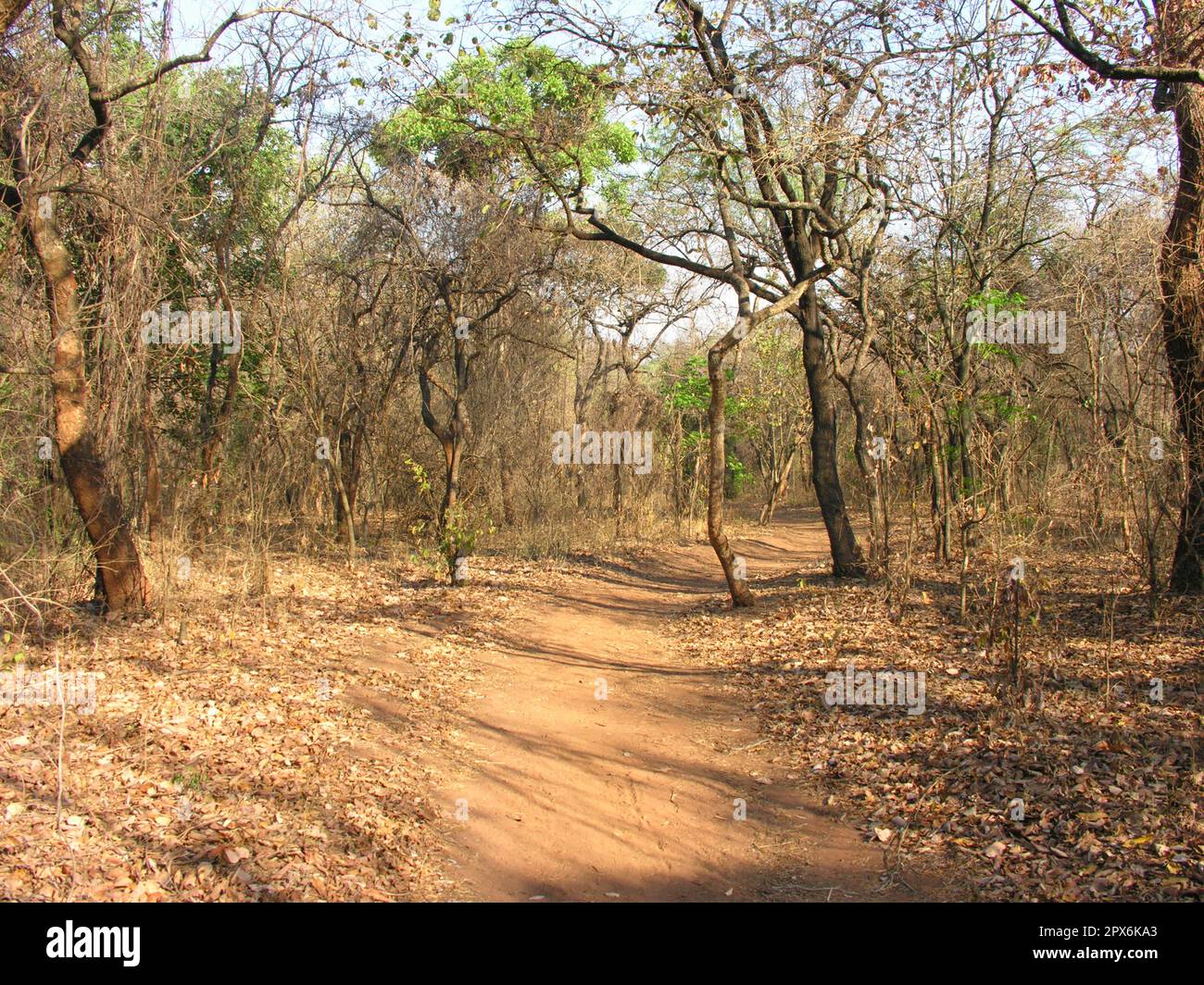 Pfad durch trockenen Laubwald in Malawi Stockfoto