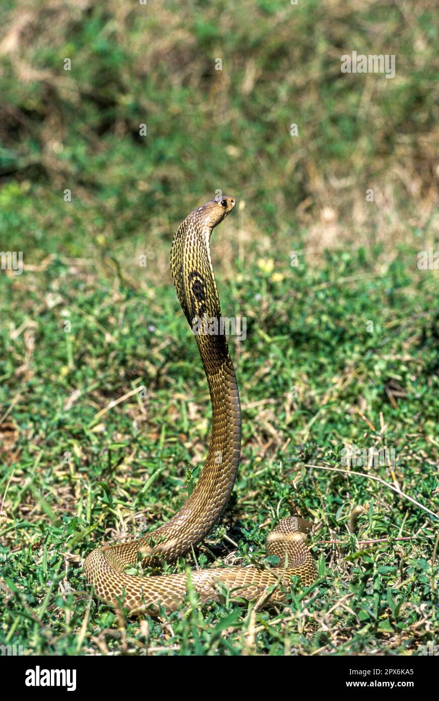 Schlange, indische Kobra, indische Brillenkobra (Naja naja), Captive, Madras Crocodile Bank Trust und Zentrum für Herpetologie in der Nähe von Chennai, Tamil Stockfoto