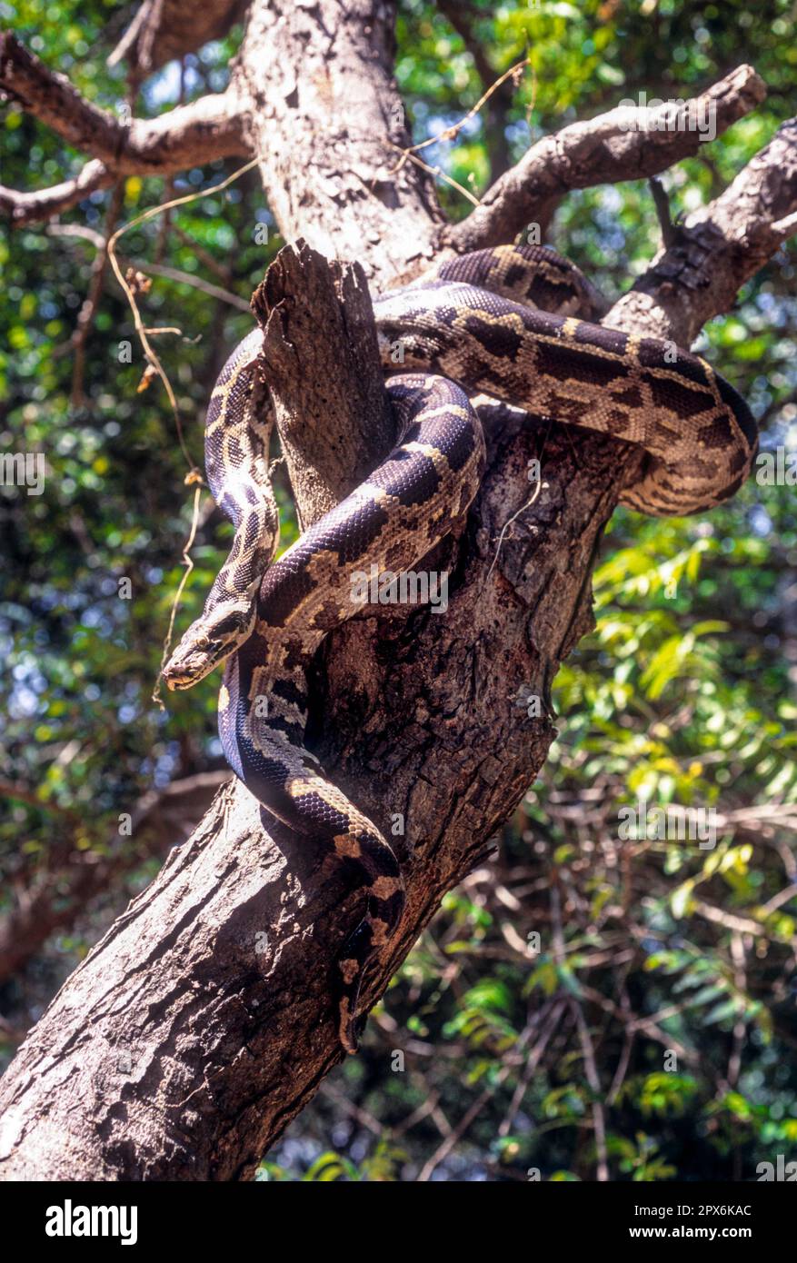 Indian Rock Python (Python molurus) Captive, The Madras Crocodile Bank Trust and Centre for Herpetology in der Nähe von Chennai, Tamil Nadu, Südindien, Indien Stockfoto