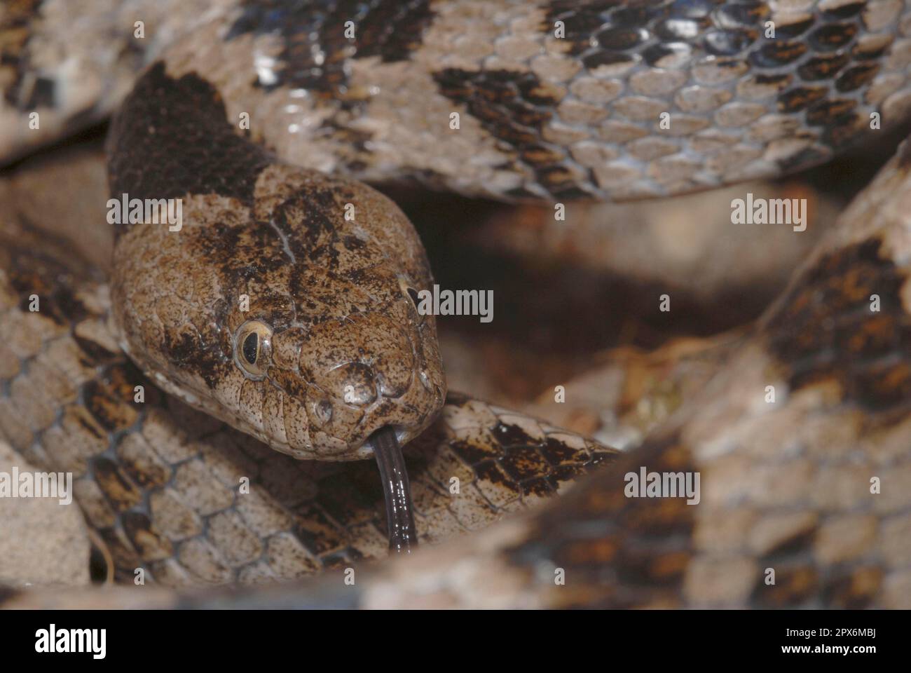 Europäische Katzenschlange Stockfoto