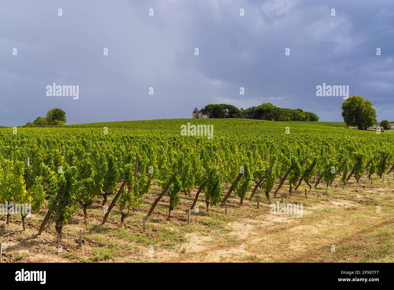 Typische Weinberge in der Nähe von Chateau d Yquem, Sauternes, Bordeaux, Aquitaine, Frankreich Stockfoto