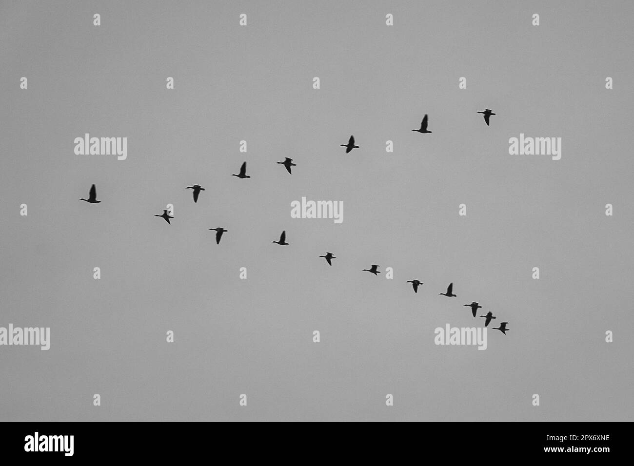 Kraniche bewegen sich in Formation am Himmel. Zugvögel auf dem Darss. 100000 Vögel ziehen jedes Jahr im Herbst von Norden nach Süden und zurück ag Stockfoto