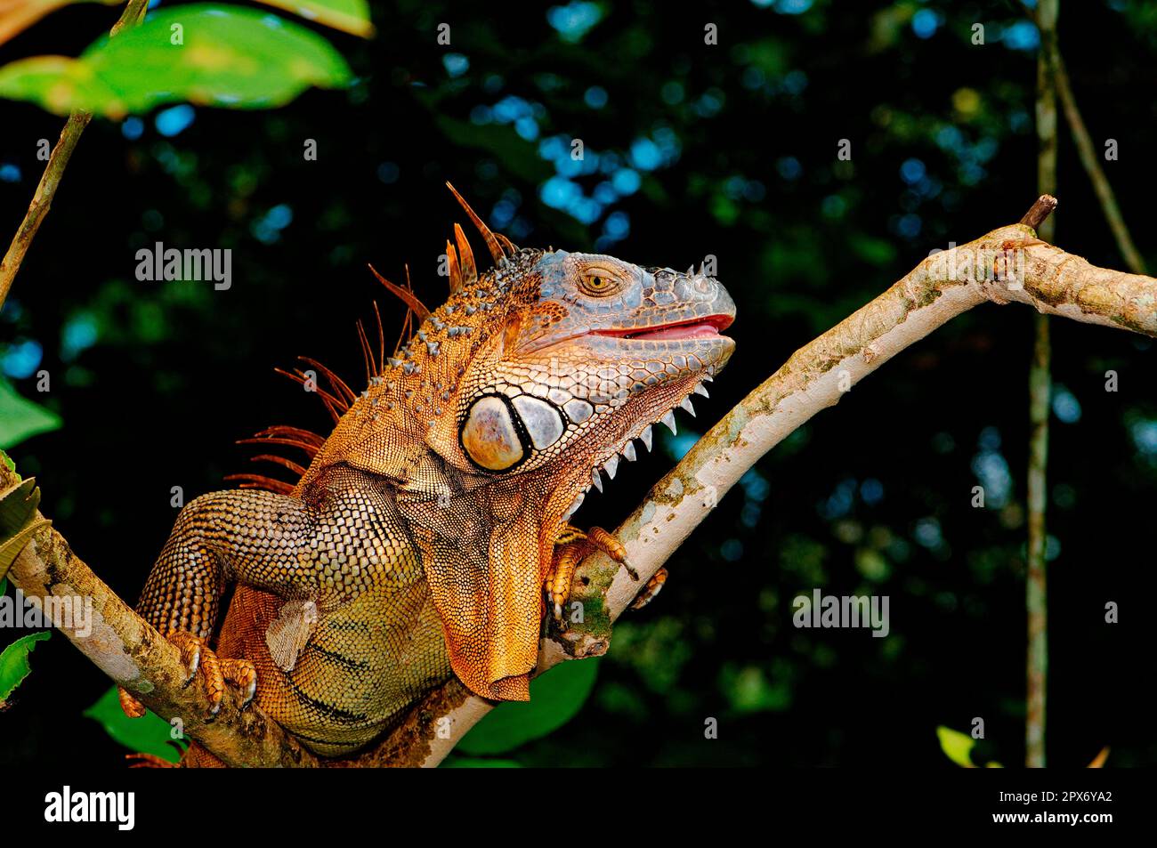 Grüner Leguan Stockfoto