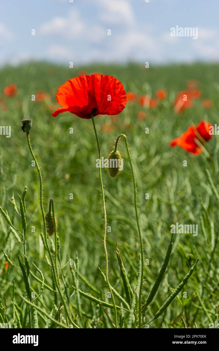 Gebräuchliche Namen für Papaver Rhoeas sind Maismohn, Maisrosen, Ackerland, Flandern, Rotmohn oder Gemeine Mohnblume. Stockfoto