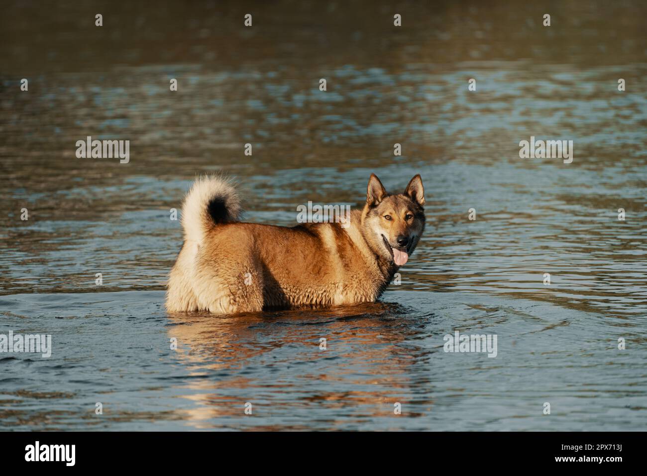 Glücklicher Hund mit ausgestreckter Zunge im Wasser Stockfoto