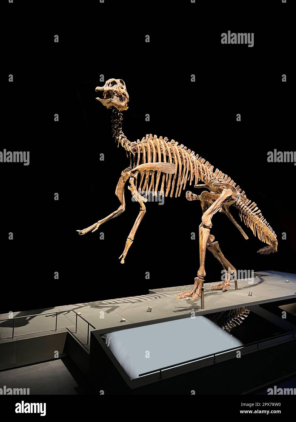 Das lebensgroße Skelett des edmontosaurus im Museum Stockfoto