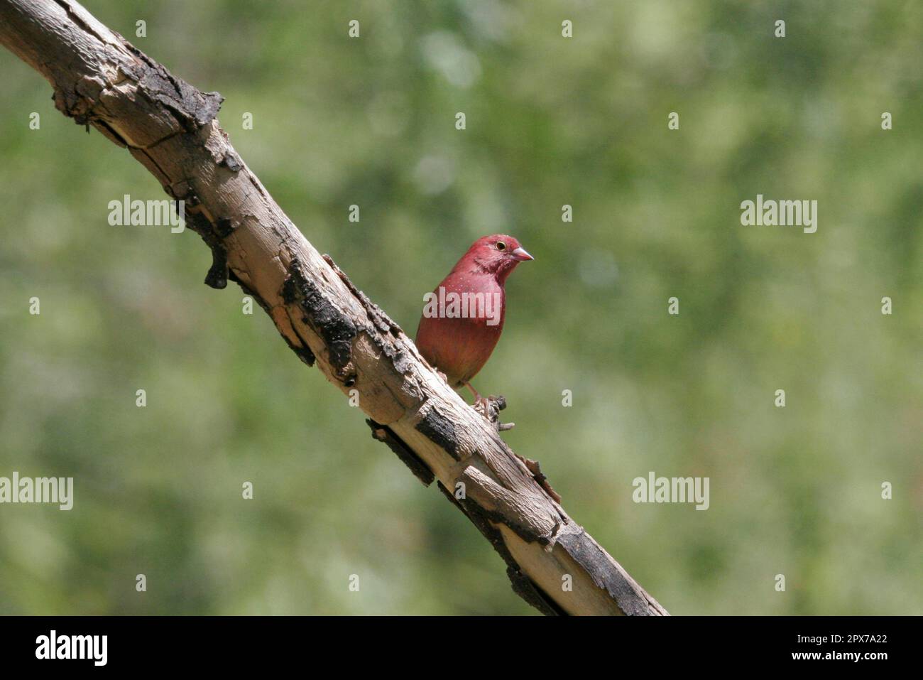 Senegal Fire Finch Stockfoto