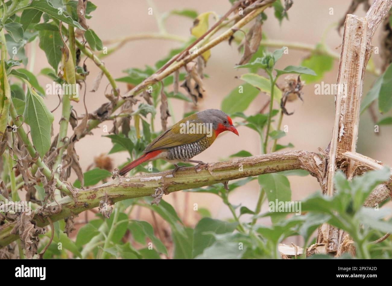 Grün-winged Pytilia Stockfoto