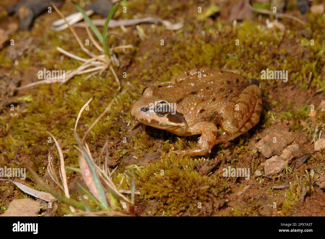 Ostafrikanischer Bergfrosch Stockfoto