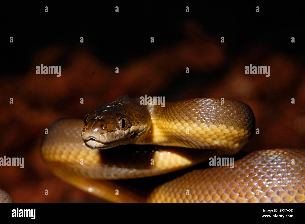 Australische Wasserpython Stockfoto