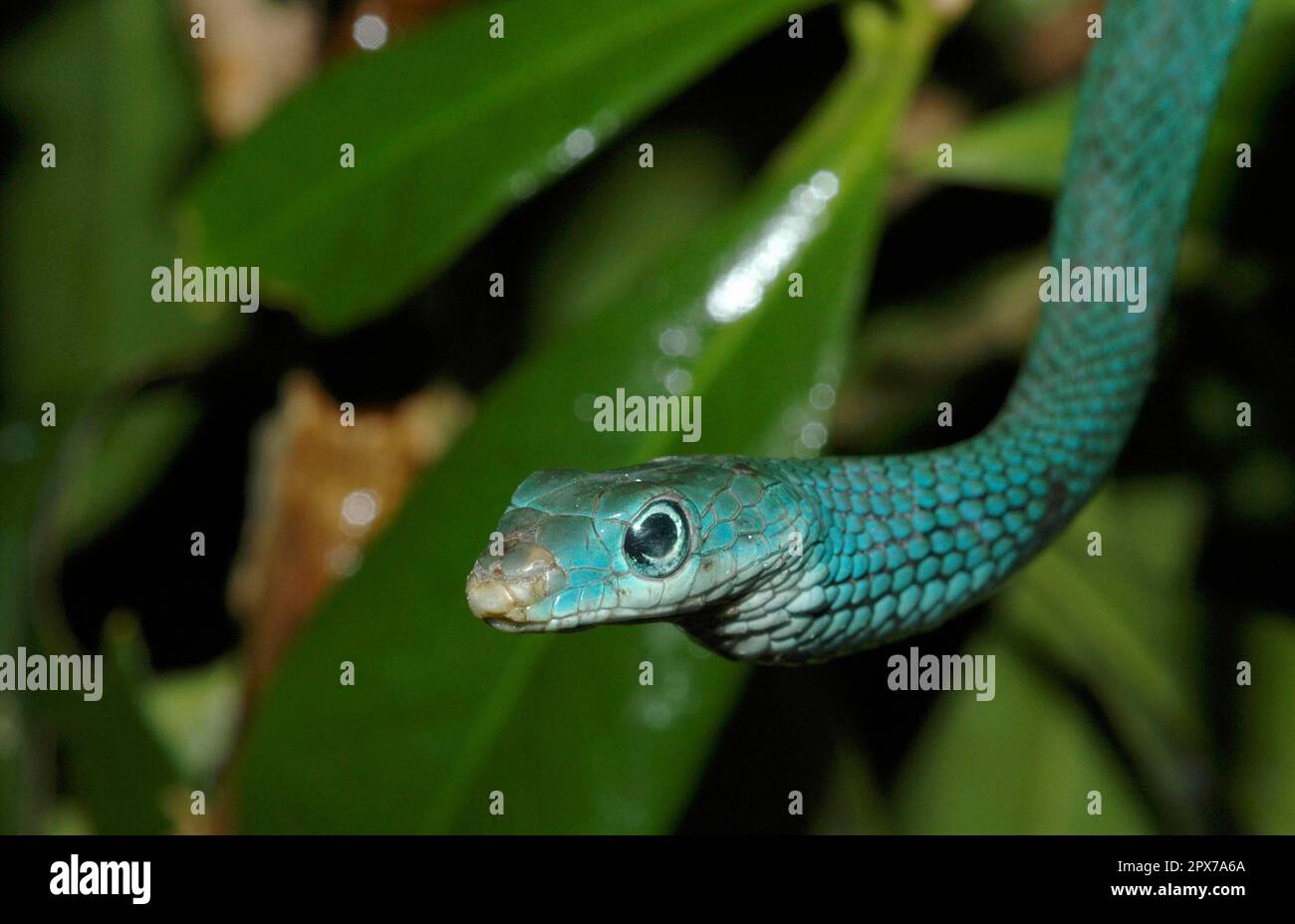 Gefleckter Buschnatter Stockfoto