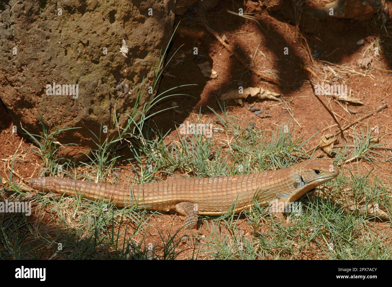 Sudanschild-Echse Stockfoto