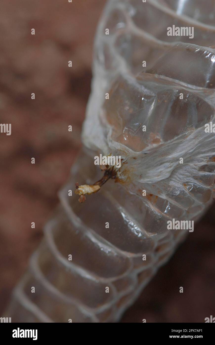 Hemipenes Fotos und Bildmaterial in hoher Auflösung Alamy