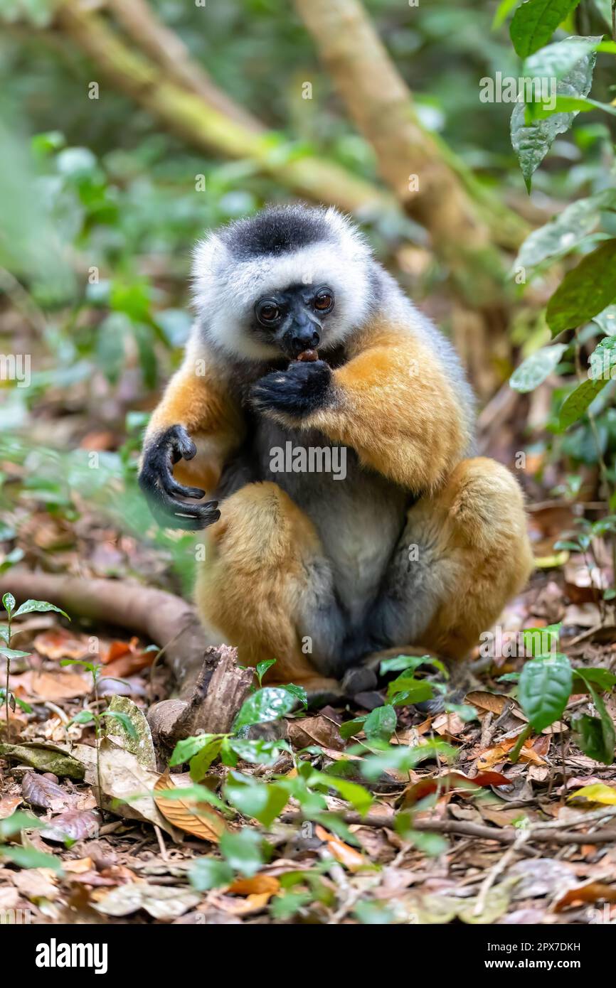 Farbenfrohes, diademisches Sifaka Lemur, (Propithecus diadema) gefährdetes endemisches Tier, das an Bäumen gehängt und im Regenwald gefüttert wird, Andasibe-Mantadia National Stockfoto