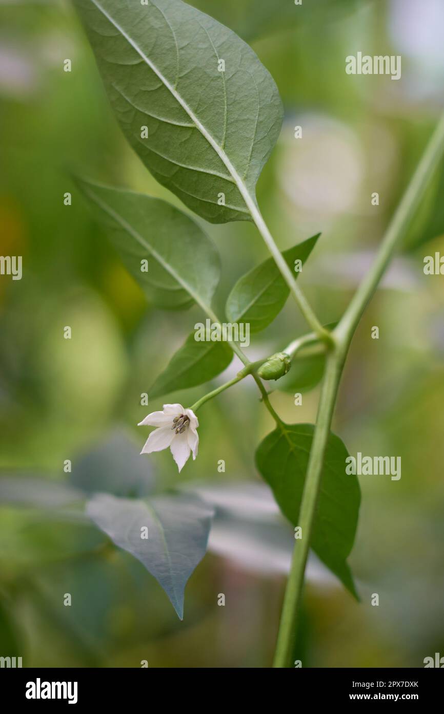 Nahaufnahme der Chilipflanzenblume, isoliert im natürlichen sommergrünen Gartenhintergrund, mit selektivem Fokus und Kopierbereich Stockfoto