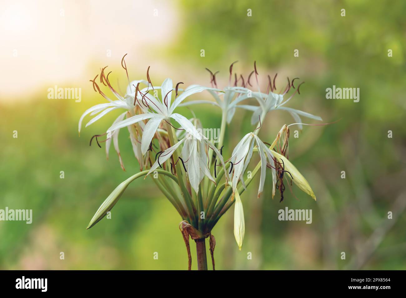 Crinum asiaticum, gemeinhin bekannt als Giftzwiebel, Riesenlilie, Riesenlilie oder Seerube, Blume, die in der Wildnis von Tsingy de Bemar wächst Stockfoto