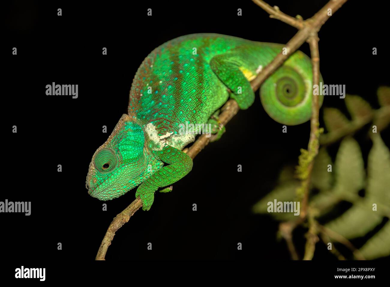 O'Shaughnessys Chamäleon (Calumma oshaughnessyi) eine Eidechse in der Familie Chamaeleonidae, Ranomafana-Nationalpark, Madagaskar-Tierwelt Stockfoto