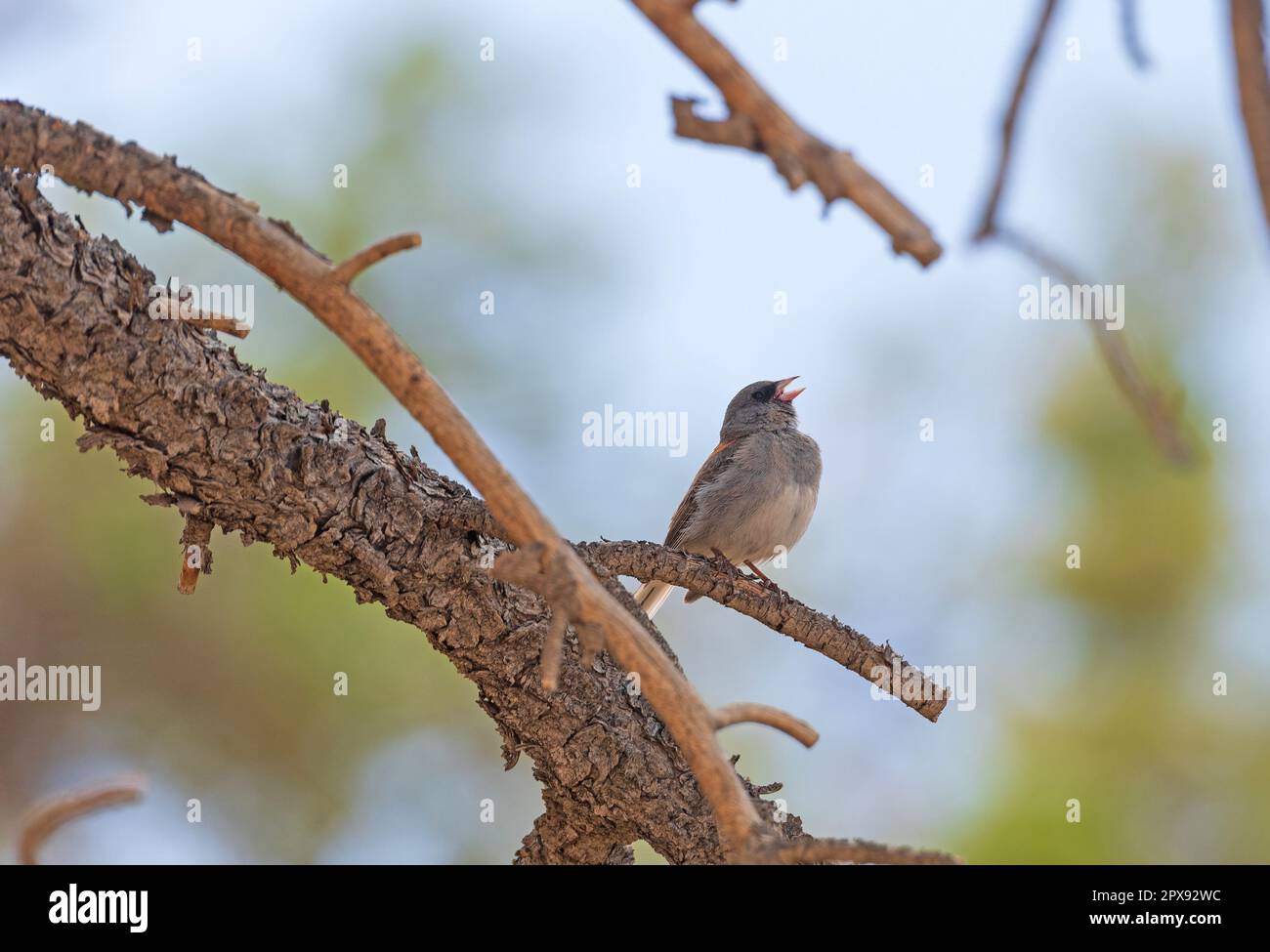 Oregon Junco singt in den Bäumen im Bryce Canyon-Nationalpark in Utah Stockfoto