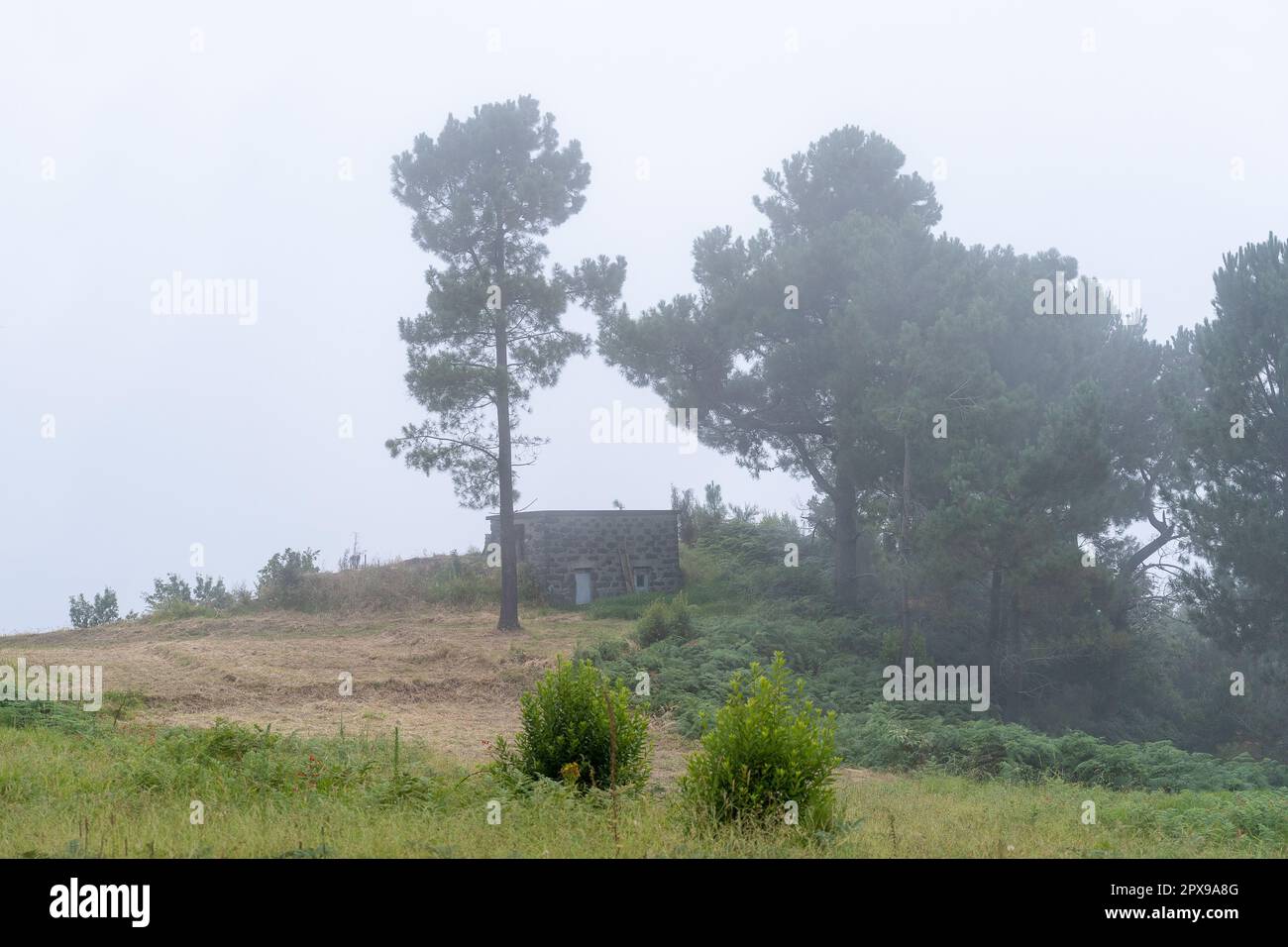 Nebliger Tag auf der Insel Madeira. Einsame Scheune, die im Garten steht. Stockfoto