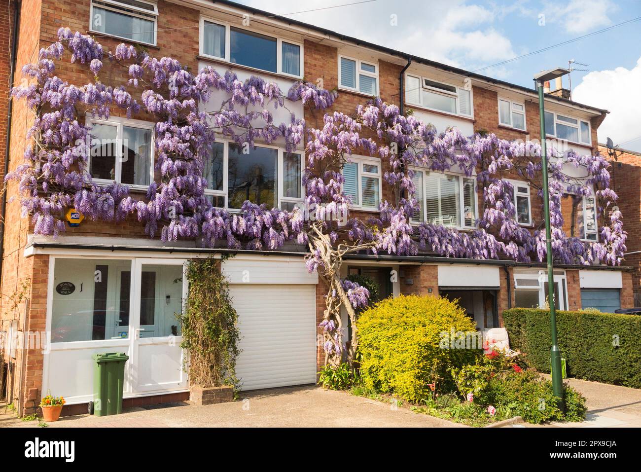 Blühende Wisteria / Blume / Blumen wachsen in einem privaten Wohnblock mit Wohnungen und Apartments. Erdbeerhügel. Twickenham. UK (134) Stockfoto