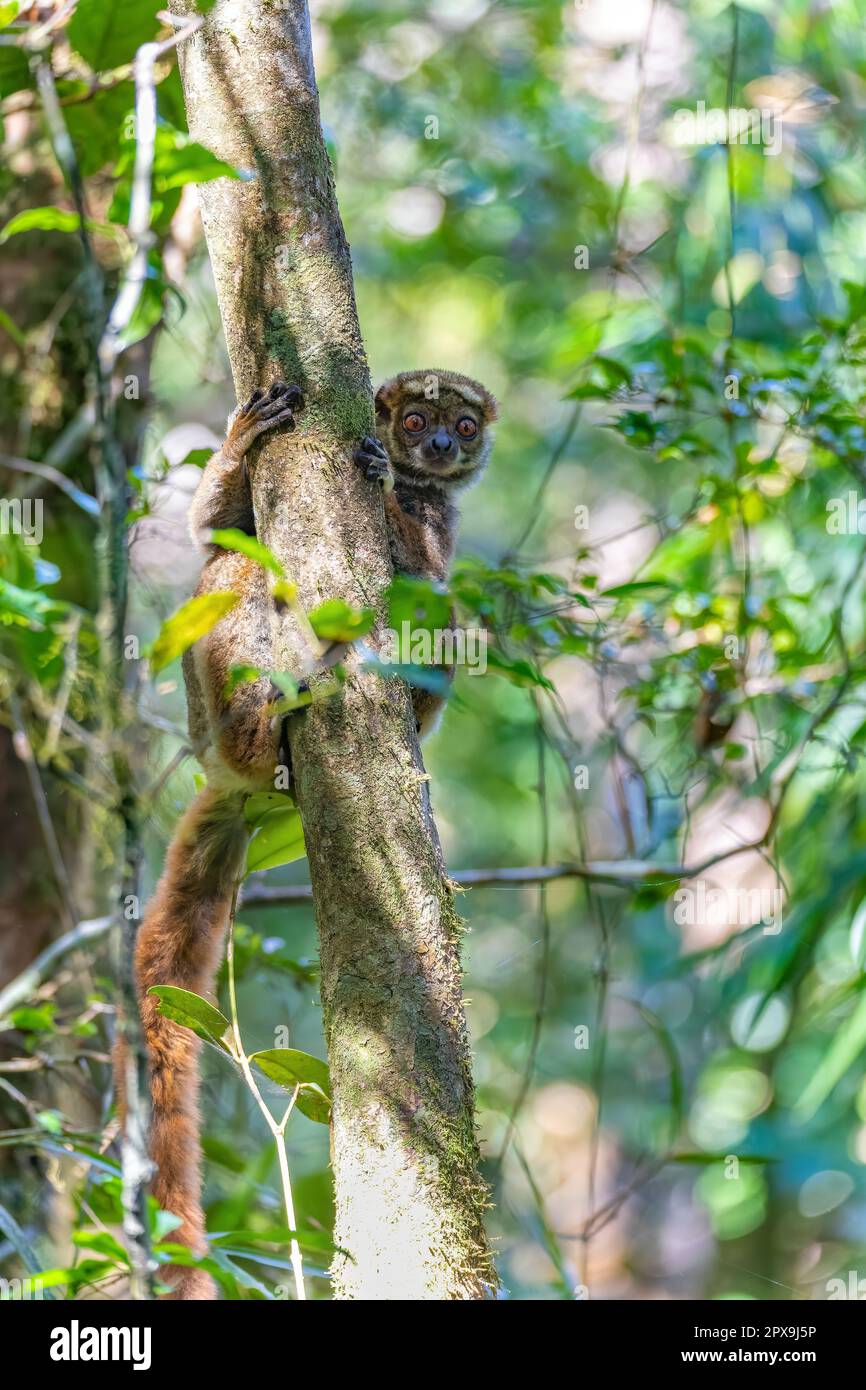 Avahi, Peyrieras' Woolly Lemur (Avahi peyrierasi), gefährdetes endemisches Tier auf dem Baum. Ranomafana-Nationalpark. Madagaskar Wildtier. Stockfoto