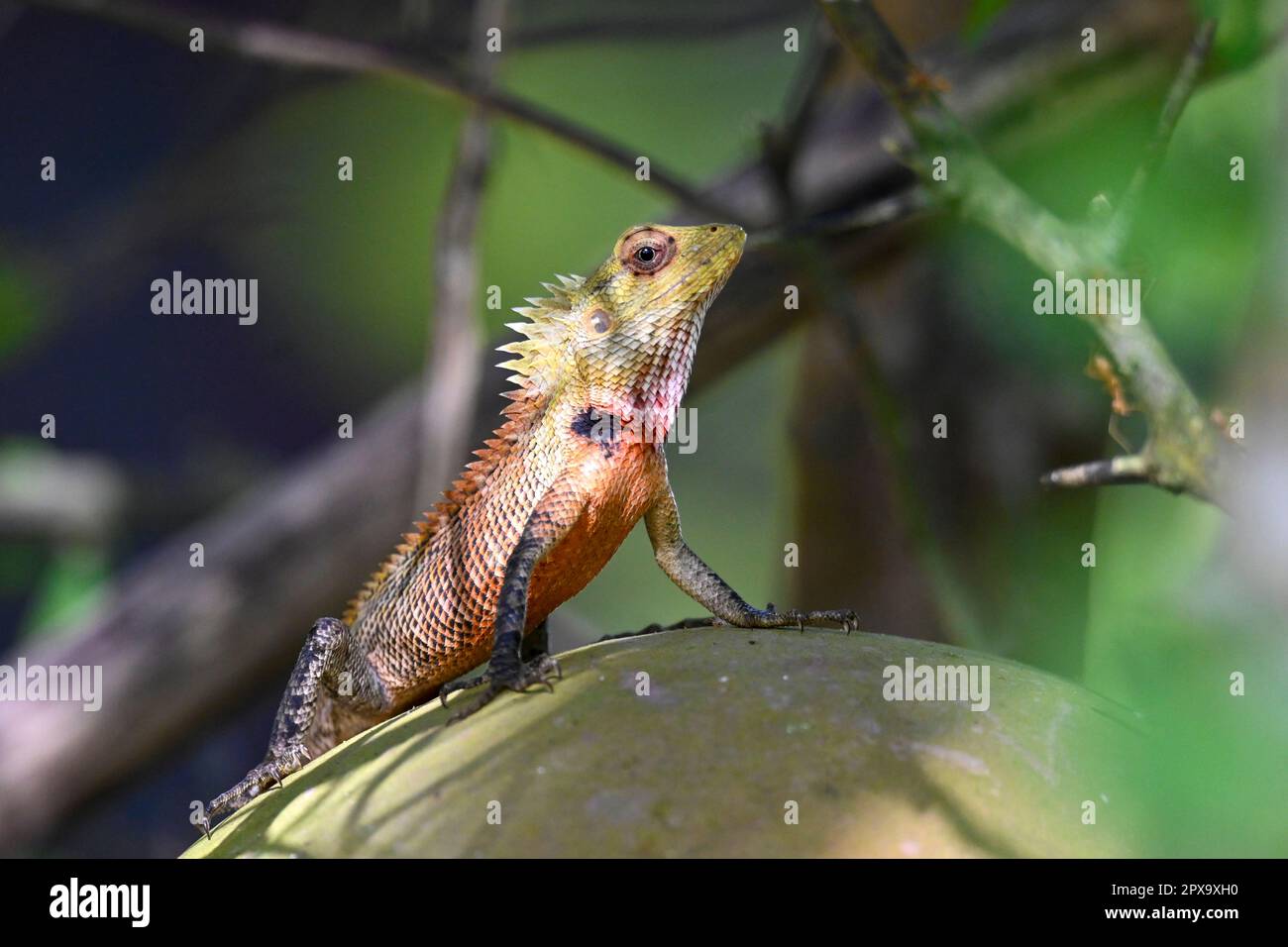 Sri Lanka Oriental Garden Lizard (Calotes versicolor) - Gara katussa Stockfoto