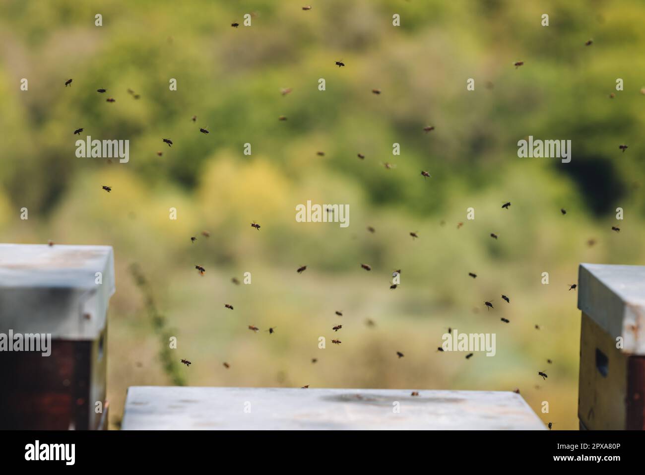 Bienen, die um einen Bienenstock fliegen, um in Uxembourg Imkerei zu betreiben Stockfoto