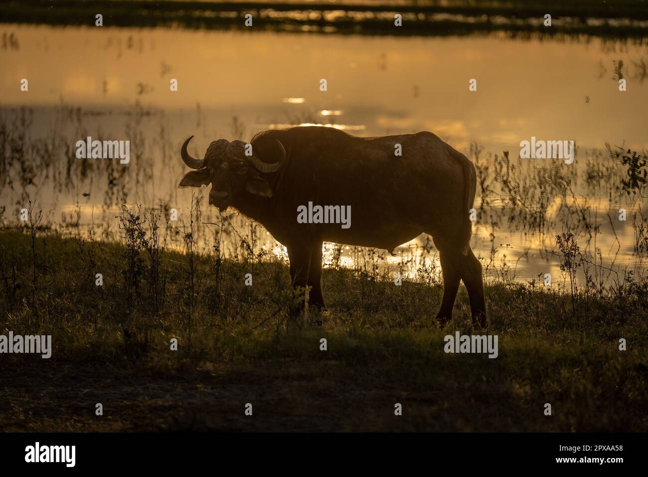 Cape Buffalo steht in Silhouette am Flussufer Stockfoto