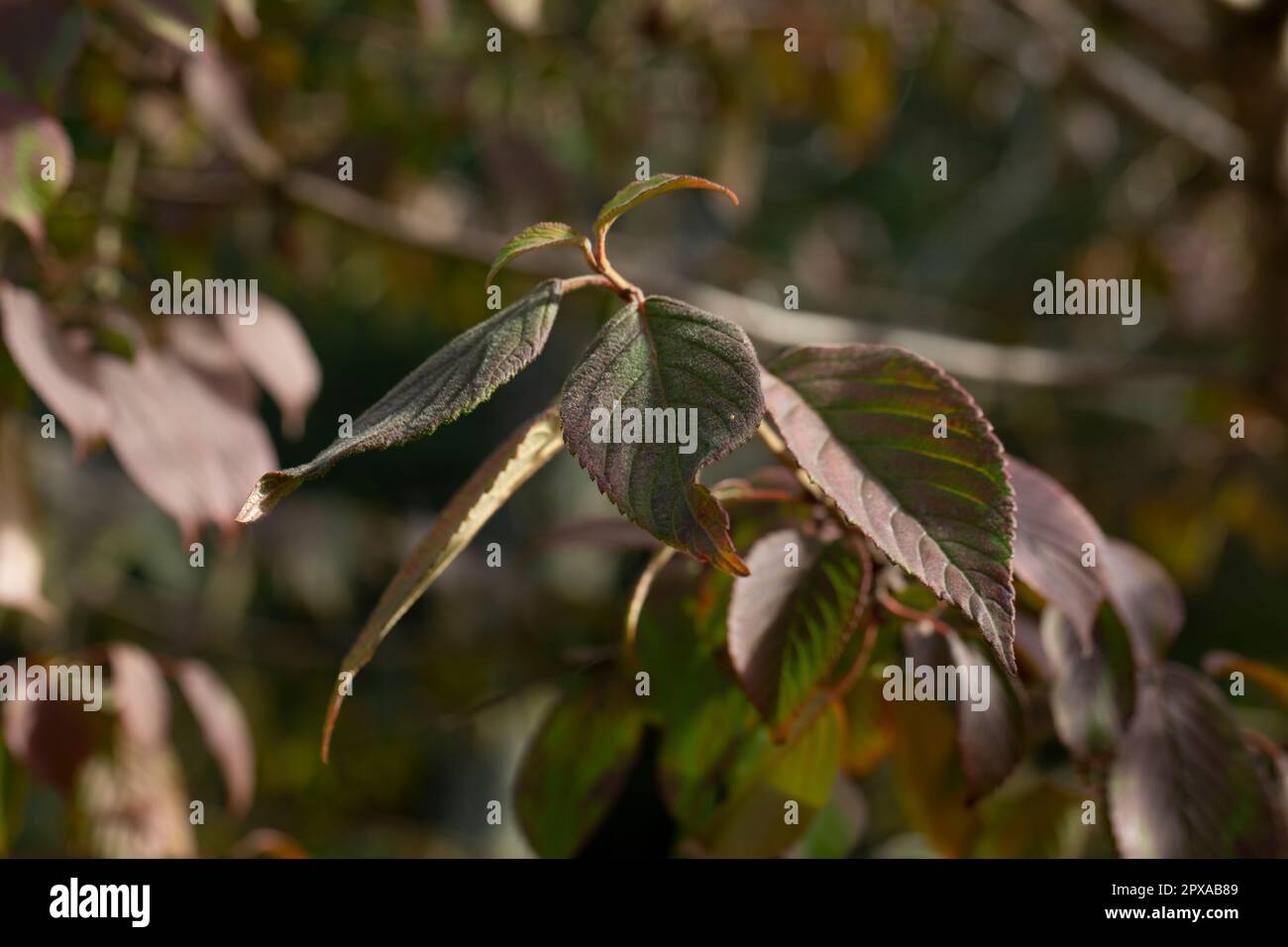 Dogwood Cornus sanguinea, Blatthintergrund, selektiver Fokus Stockfoto