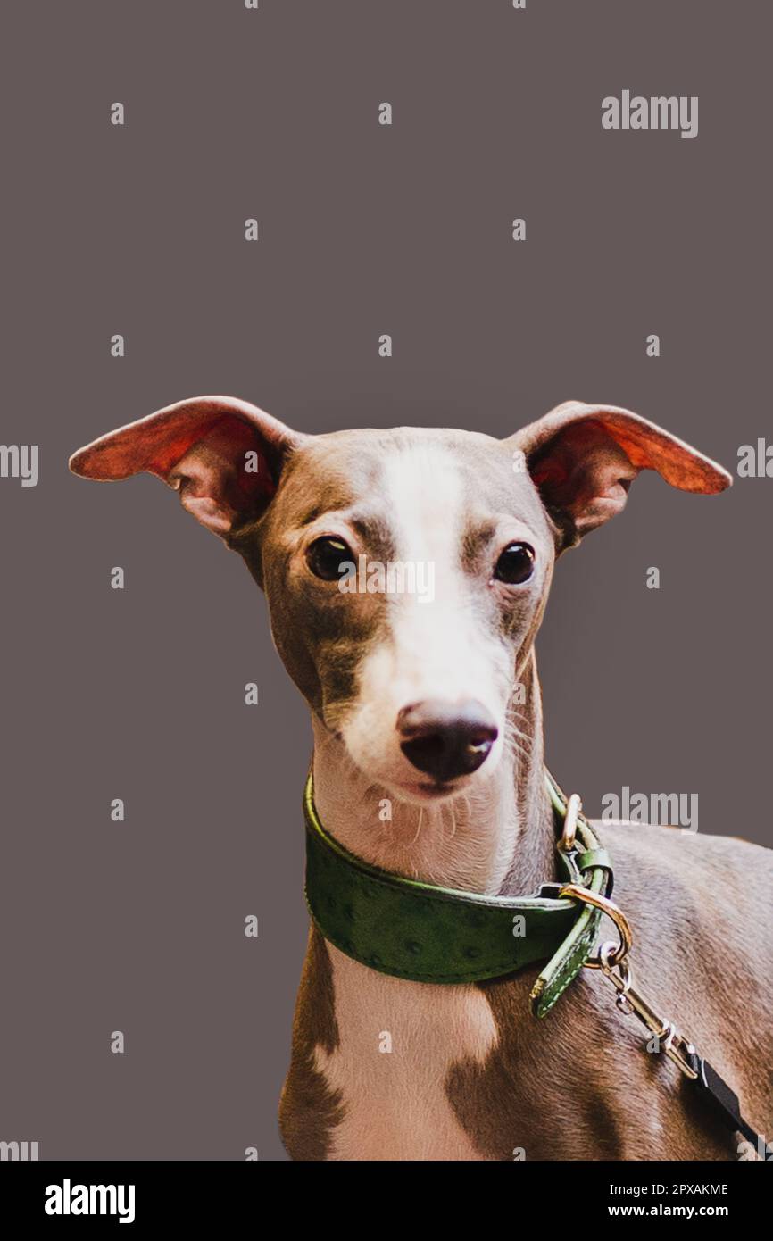 Ein Windhund-Tier im Porträt, das auf die Kamera blickt, isoliert auf grauem Hintergrund Stockfoto