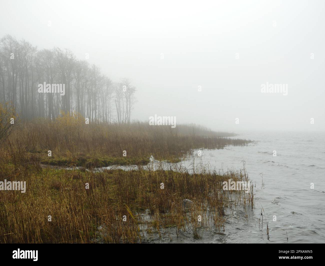 Kalter Nebel am Ufer des Sees, Morgenherbstlandschaft, weißes Tuch Stockfoto