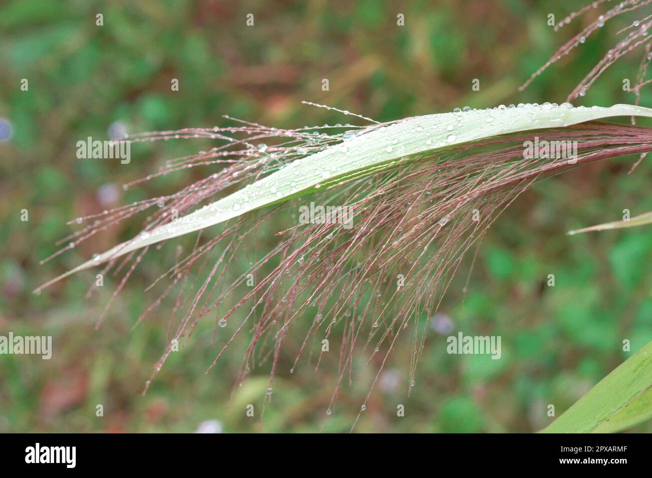 Tau tropft auf die grünen Pflanzenblätter. Natur-Frühlings-Hintergründe Stockfoto