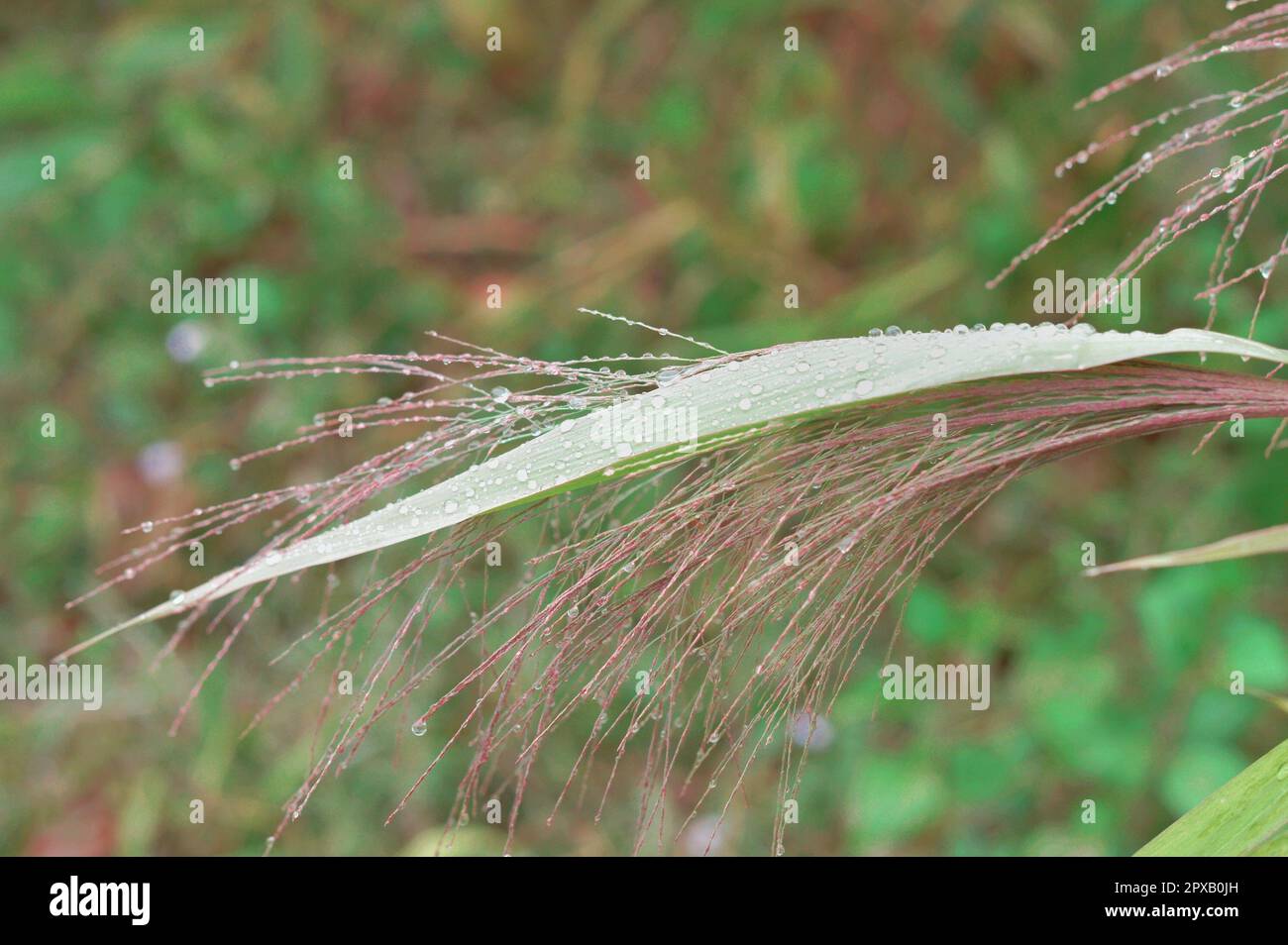 Tau tropft auf die grünen Pflanzenblätter. Natur-Frühlings-Hintergründe Stockfoto