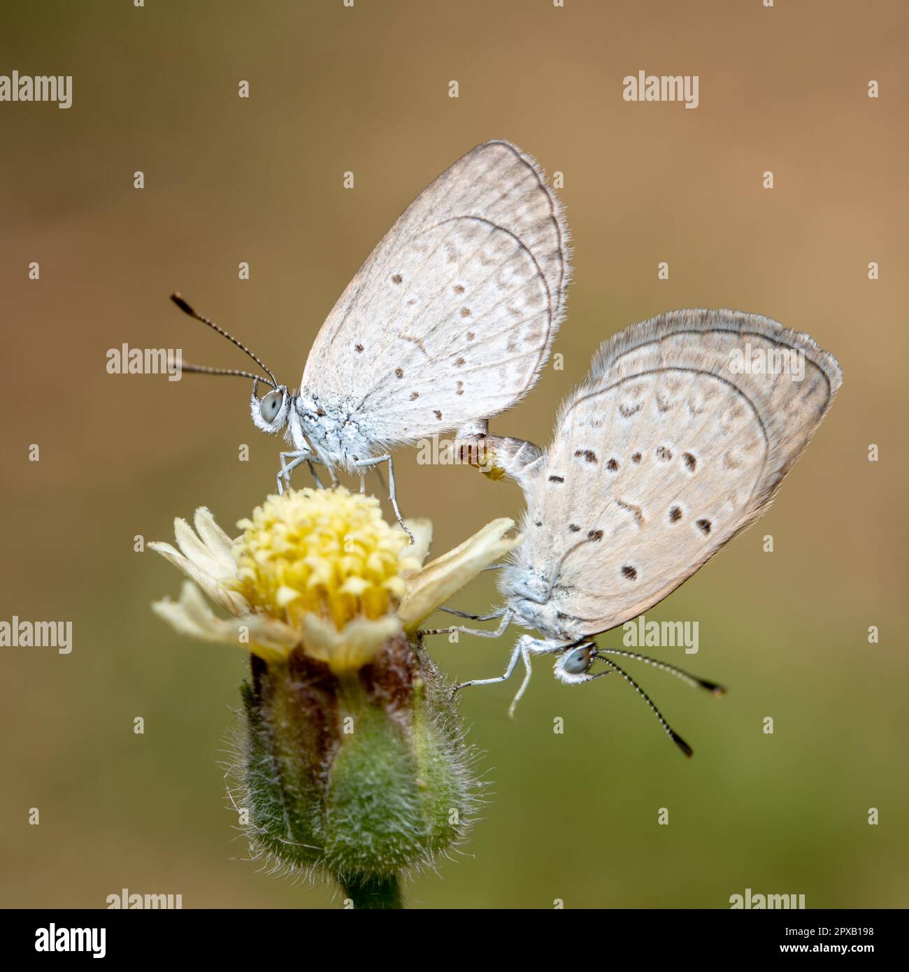 Zwei Lesser Grass Blue Butterflies paaren sich auf einer Blume. Stockfoto