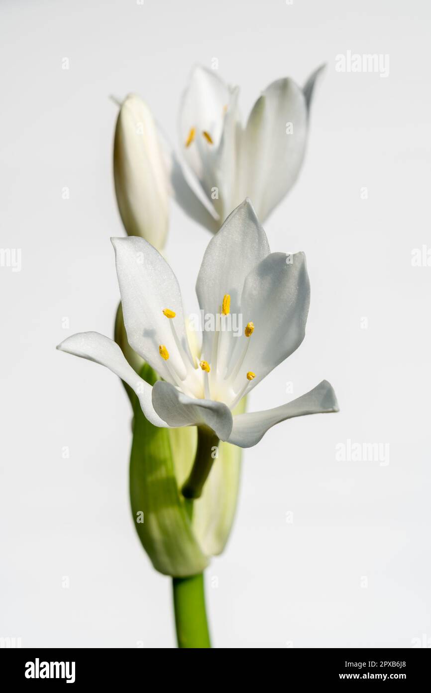 Nahaufnahme frischer, heller, weißer Blüten der Proiphys amboinensis alias Cardwell Lily oder nördliche Weihnachtslilie isoliert auf weißem Hintergrund Stockfoto