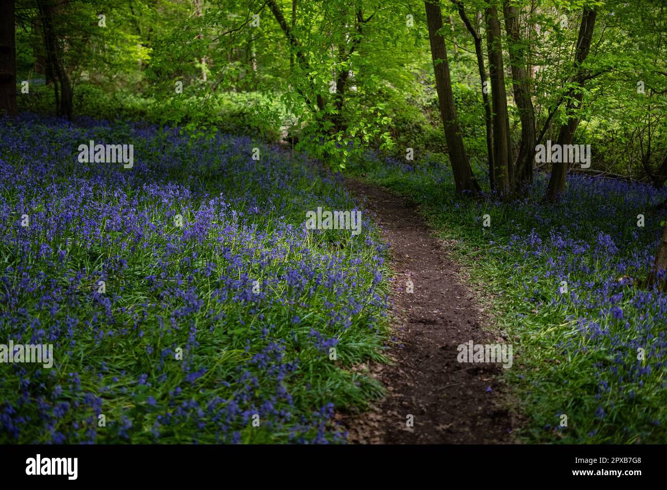 Hyacinthoides non-scripta-atemberaubende Glockenblüten im Dappled Light in Forest Stockfoto