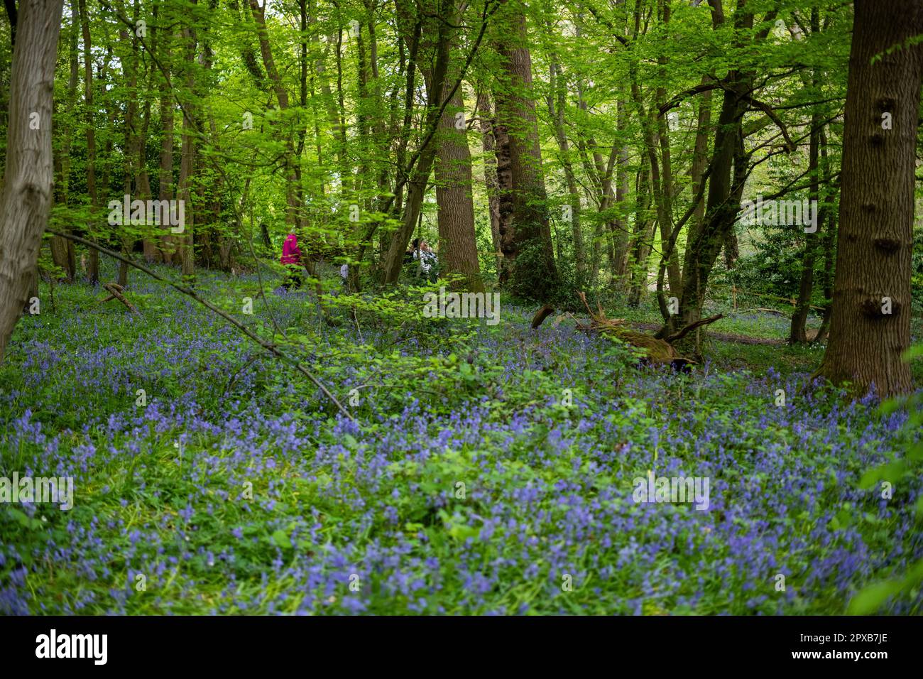 Familienspaziergänge in den Bluebells im Forest West Sussex Stockfoto