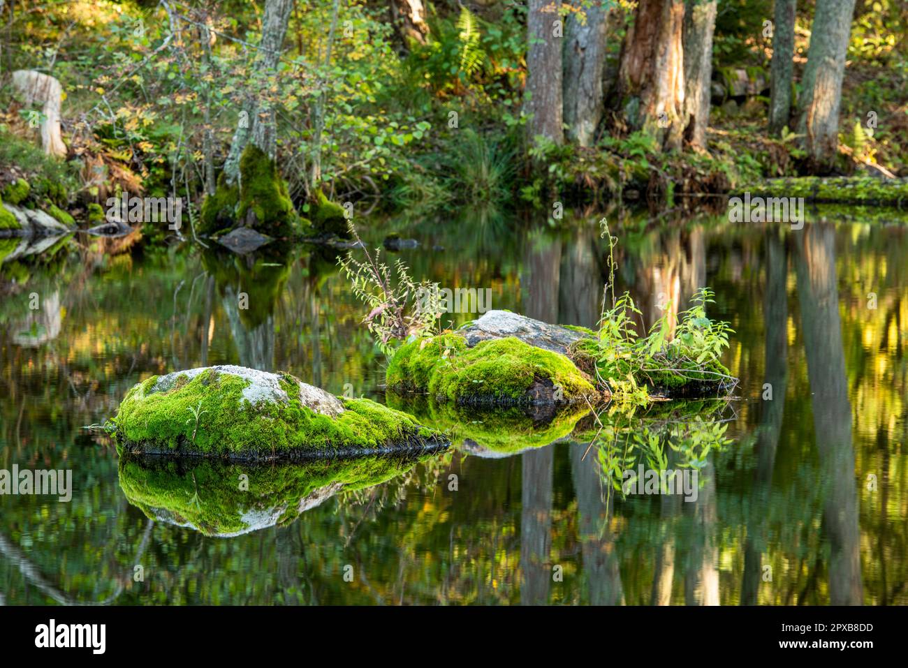 Moossteine in einem Bach Stockfoto