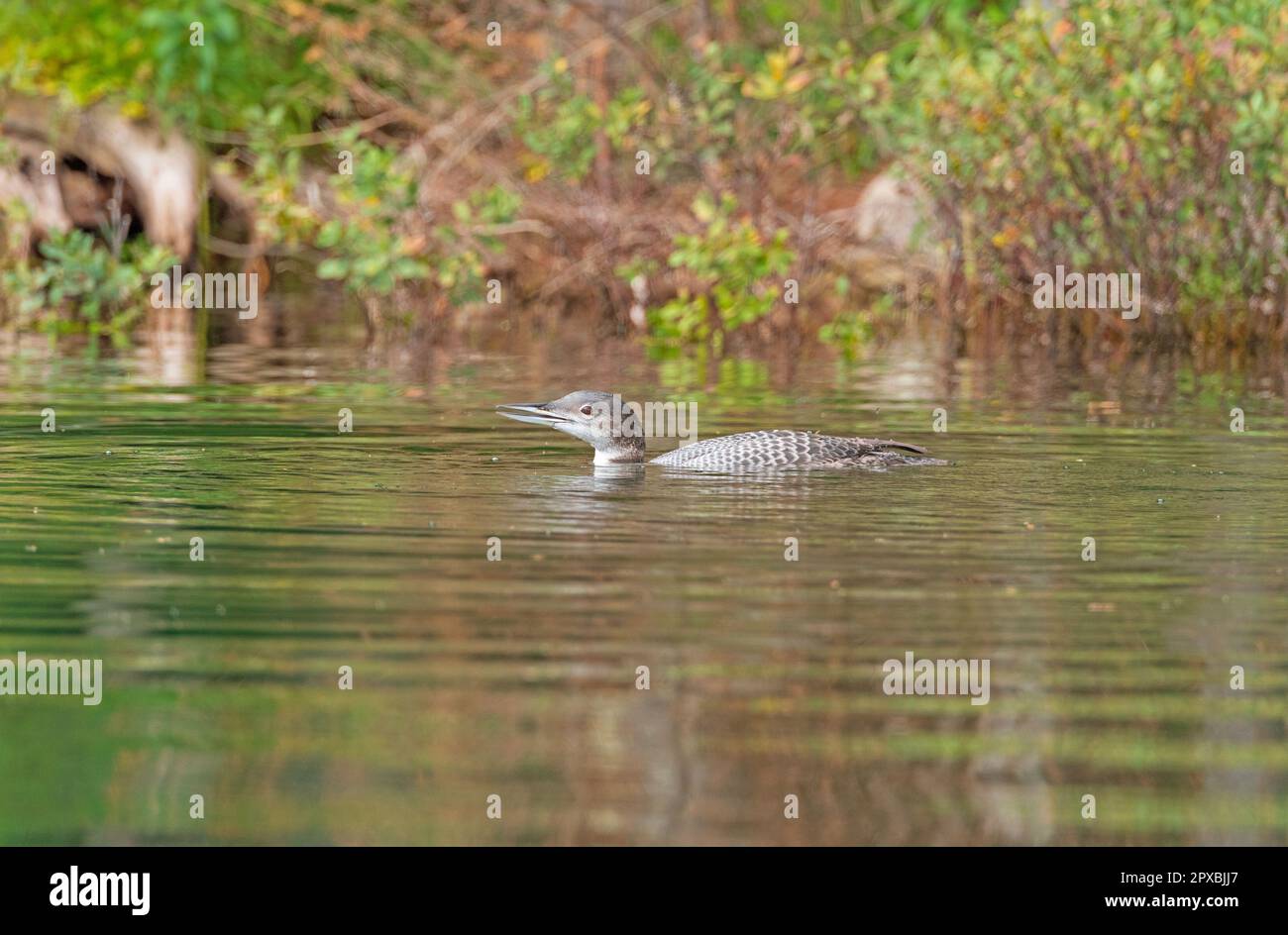 Junger Loon an einem ruhigen See in der Sylvania Wilderness in Michigan Stockfoto