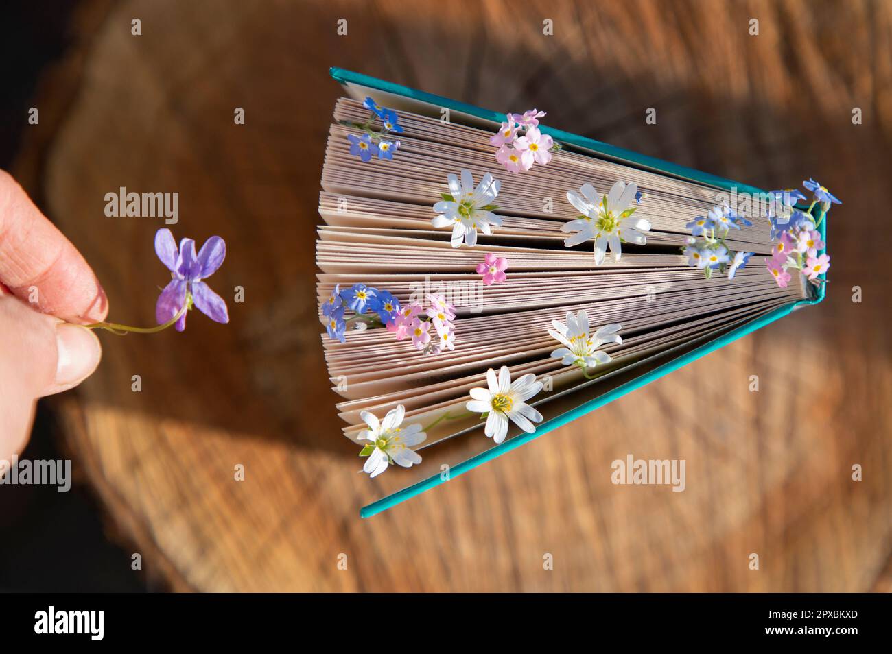 Vertikal stehendes Buch auf einem Baumstumpf, die Seiten mit verschiedenen kleinen Blumen dekoriert Stockfoto