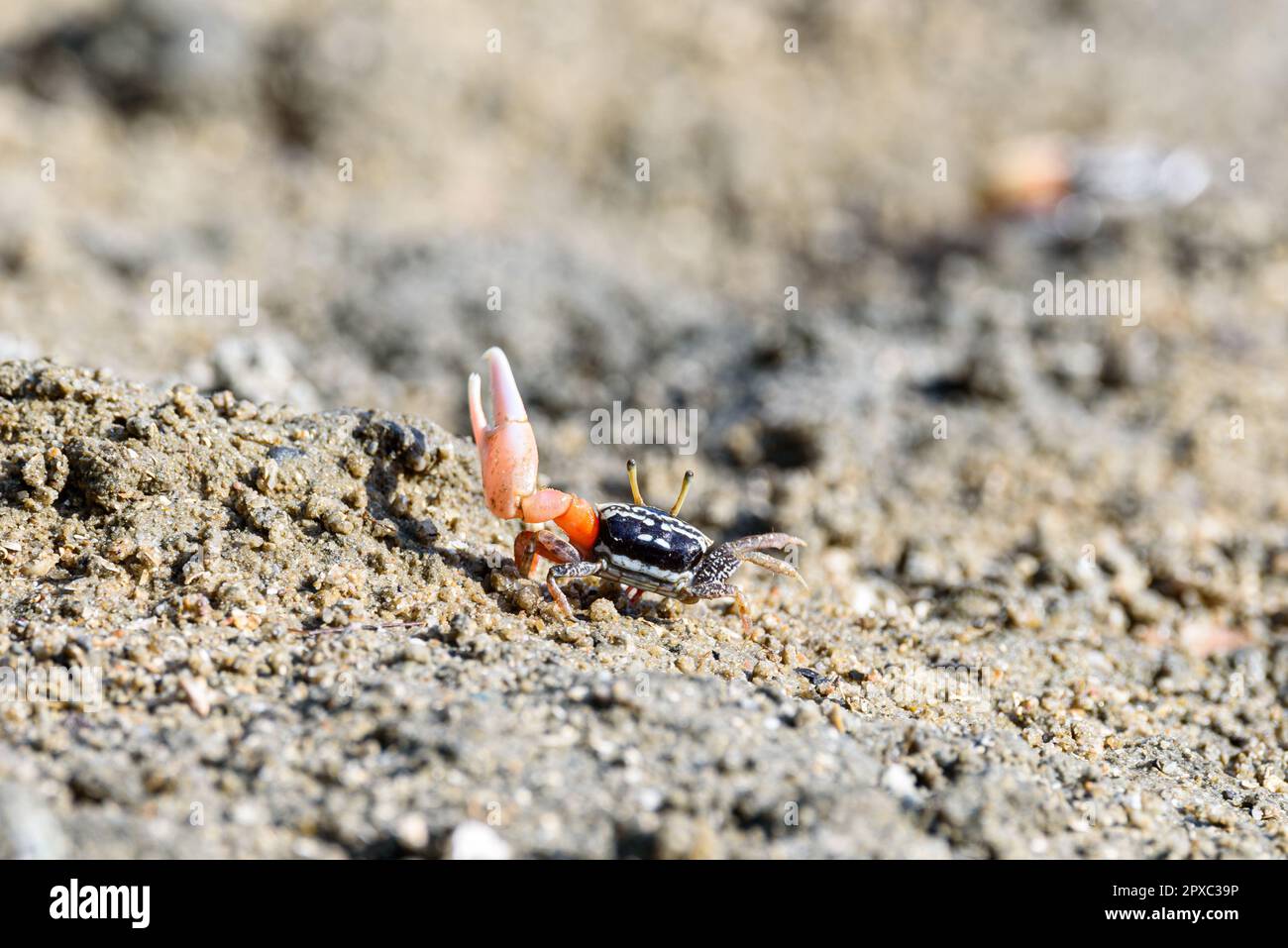 Geisterkrebse, Geisterkrebse, orange-rot, kleiner männlicher Seekrabbe, bunt. Eine Klaue ist größer und wird verwendet, um zu winken und als Waffe im Kampf zu fungieren. Wildtiere Stockfoto