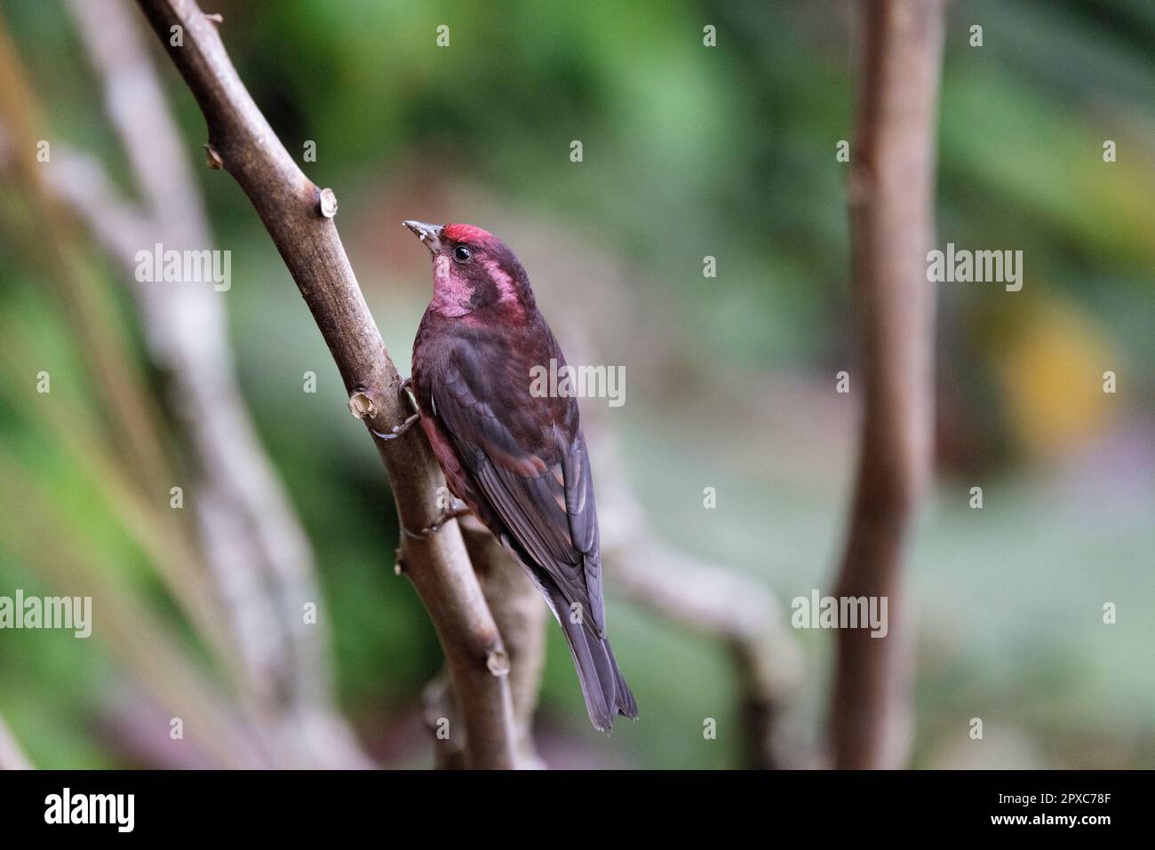 Rosefinch, Procarduelis nipalensis, Männlich, Pangolakha Wildlife Sanctuary, Sikkim, Indien Stockfoto