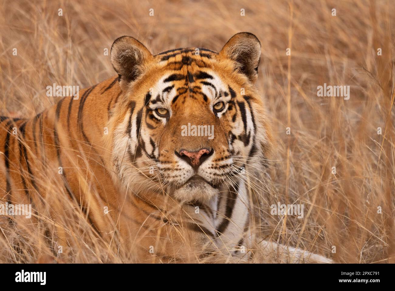 Königlicher bengalischer Tiger, männlich, Panthera tigris, Nauradehi Wildlife Sanctuary, Madhya Pradesh, Indien. Stockfoto