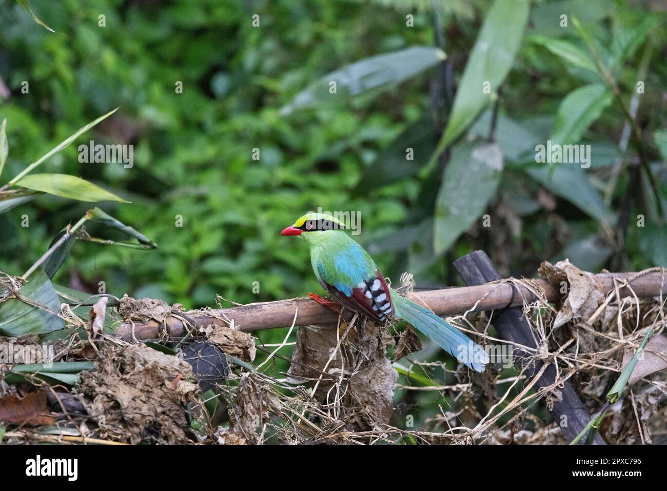 Common Green Magpie, Cissa chinensis, Pangolakha Wildlife Sanctuary, Sikkim, Indien Stockfoto