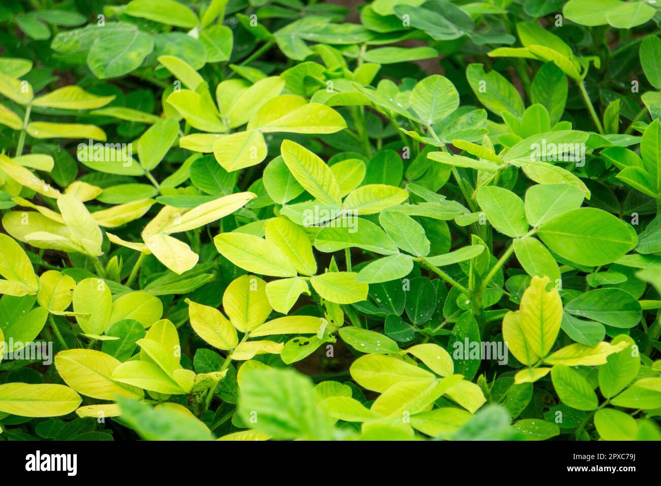Erdnussblätter, Arachis hypogaea, Satara, Maharashtra, Indien Stockfoto
