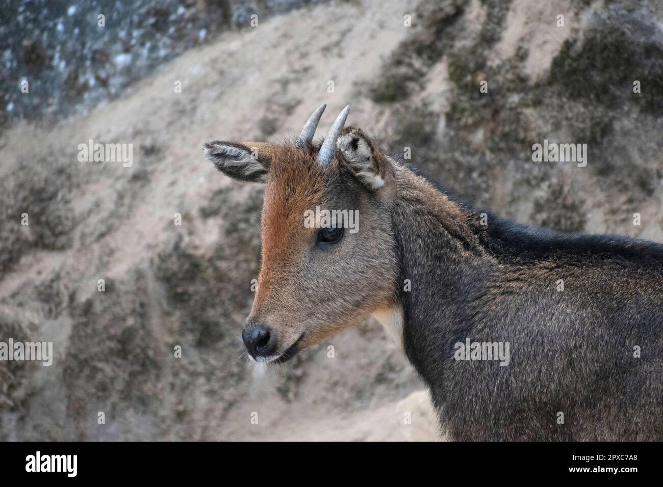 Der Himalaya-Goral, Naemorhedus-Goral oder der graue Goral, ist im Himalaya heimisch. Sie ist auf der Roten Liste der IUCN als „Near Threatened“ aufgeführt Stockfoto
