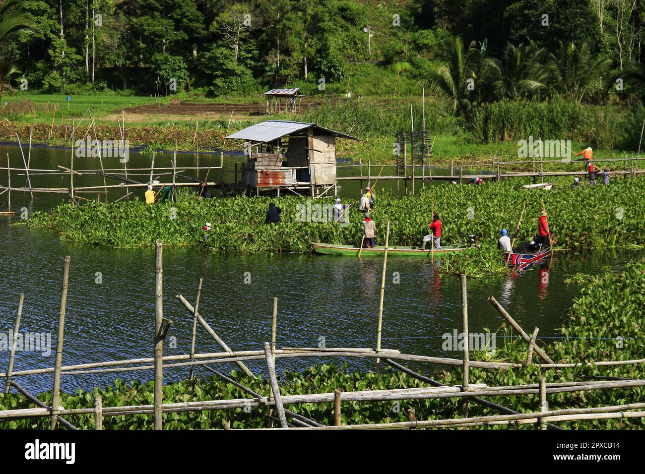 Die Arbeiter reinigen die Wasserhyazinthen, die die Oberfläche des Sees bedecken. Stockfoto