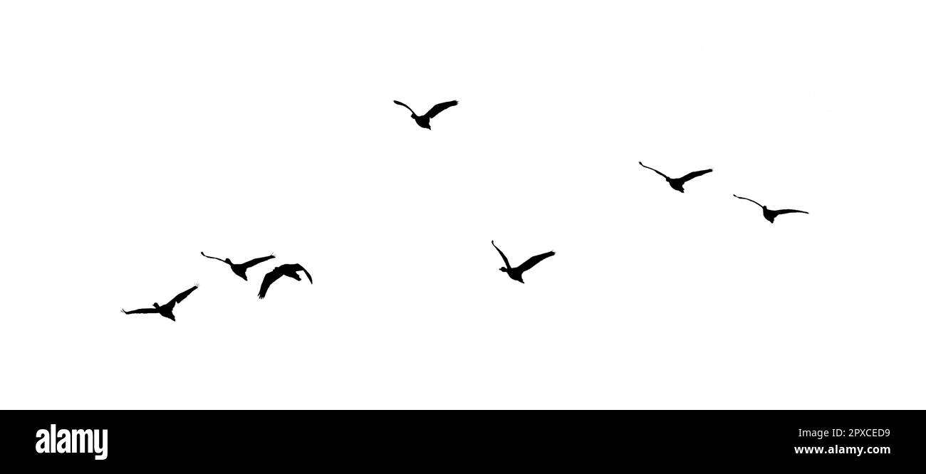 Vogelschar mit Hintergrundbeleuchtung isoliert Stockfoto