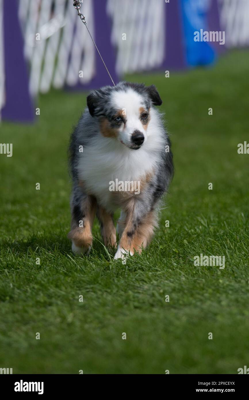 Ein kleiner amerikanischer Schäferhund, der auf die Kamera zugeht Stockfoto